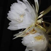 Angela Arnold's photo