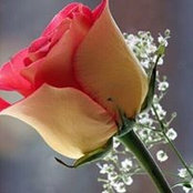 Pat Parish's photo
