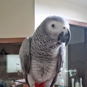 Donald Crowe's photo