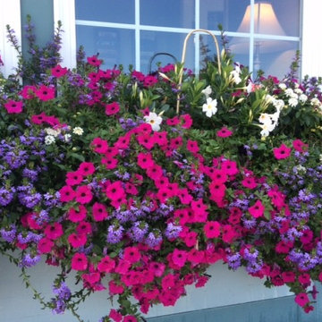 Window Boxes/ Container Gardens