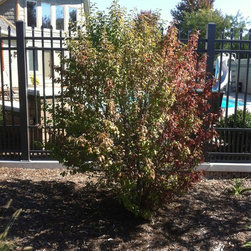 Misc. Trees - Products
