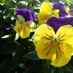 Current Featured Plants - Products