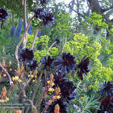 Planting ideas