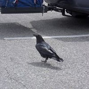 Tyler Greninger's photo