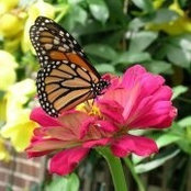 Vanessa Latimore's photo