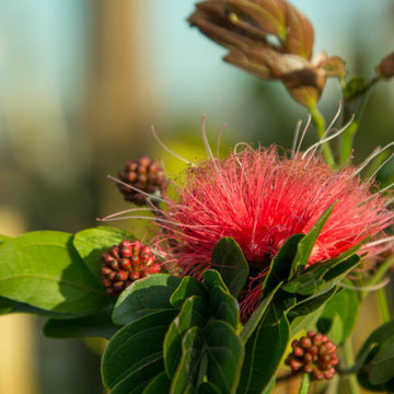 Plants in the Landscape