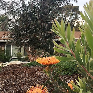 Drought tolerant Australian and CA native garden