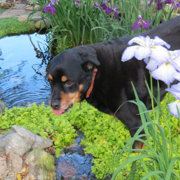 Pet friendly landscape
