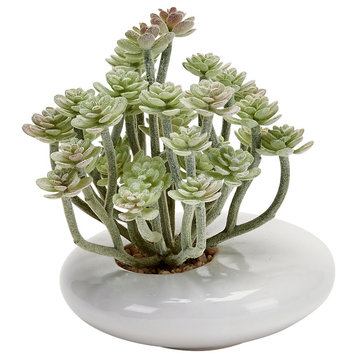 5" Aeonium in White Ceramic Pot