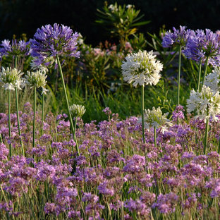 Idée de décoration pour un jardin arrière méditerranéen l'été.