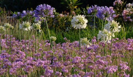 Three Dogs In A Garden Hydrangeas Care Basics Old New Varieties