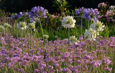 Glorious Purple Blooms Bring a Crowning Touch to Gardens