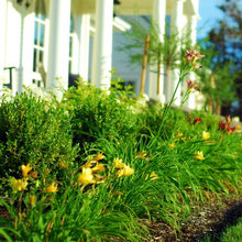 landscaping front yard