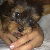 Foto de Sandra Terrier
