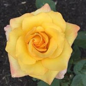 Carol Becker's photo