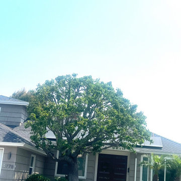Tree Care