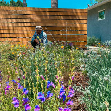 Superbloom Preplanned California Wildflower Garden