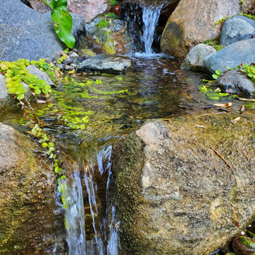 Backyard Tranquility
