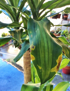 Dracaena....arrrrgggh. What have I done? | Houzz Forum