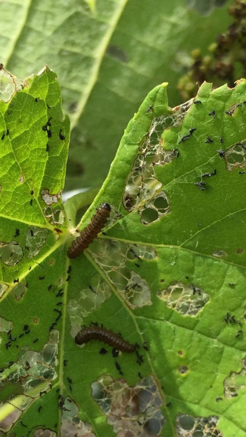 Worms chewing grape leaves ADVICE