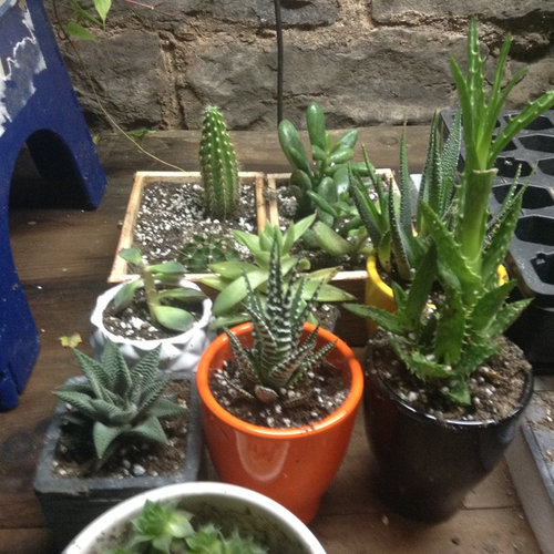 Rescued Plants From Cvs Pharmacy Ids Would Be Nice Pretty Sure Aloe