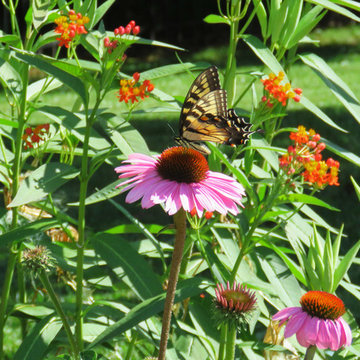 Plant for them; they will come!