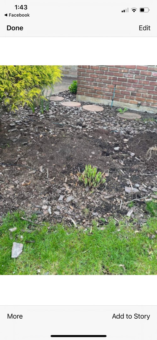 looking for fine textured mulch (no dyes, no rubber) organic