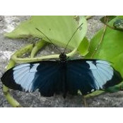 Elida Longorias foto