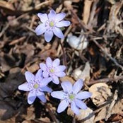 Diana Modoi's photo