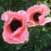 Foto von Catherine Norman