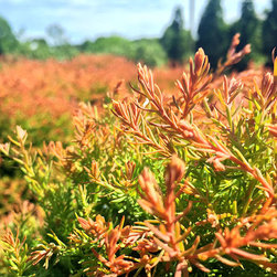Featured Plants - Products