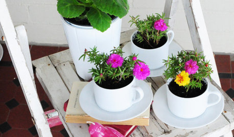 DIY: Grow Pretty Plants in Teacups