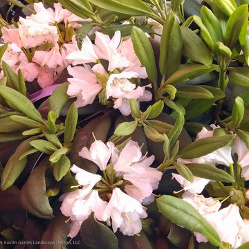 Plant Ideas & Colorful Combinations
