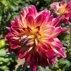 Current Featured Plants - Products