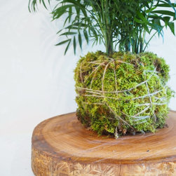 Palm Kokedama on Wood Slice - Plants