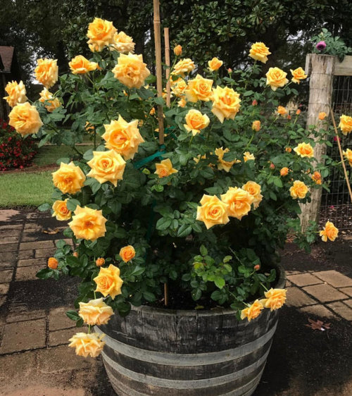 st tropez i need this too . how stunning ? great container rose