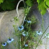 Lynne Thompson Whitehead's photo