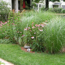 rain garden