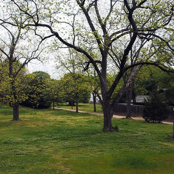 William H. Stanton House: Grand Old Pecan trees