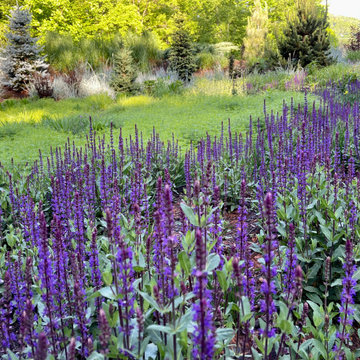 'Caradonna' salvia sweep