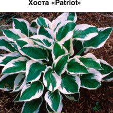 Растения