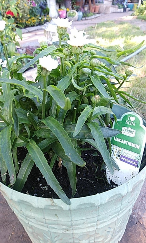 Shasta daisies in container not so happy