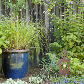 Ornamental grasses Copyright Jude-Parkinson Morgan