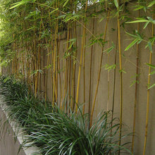 my garden