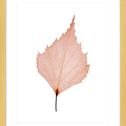 Fragile Leaves Collection - Framed Art Prints (FRAG06) - Artwork