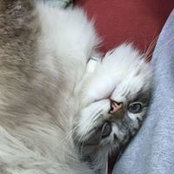 Jennifer Pearsall's photo