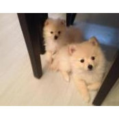 Desislava Traicheva's photo