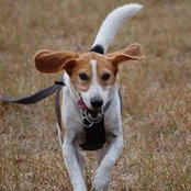 Donna Cavanoughs foto