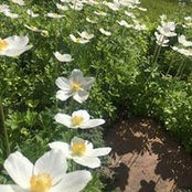 Cheryl Monkman's photo