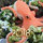 sue_kremer80